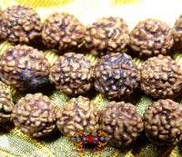 Chapelet de Shiva en graines sacrées Rudraksha. La Magie du Bouddha.