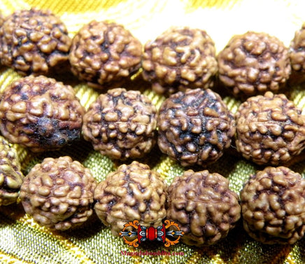 Chapelet de Shiva en graines sacrées Rudraksha. La Magie du Bouddha.