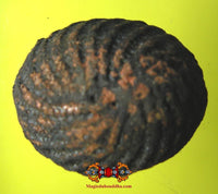 Amulette protectrice Thaï Bia Gae ancienne. La Magie du Bouddha.