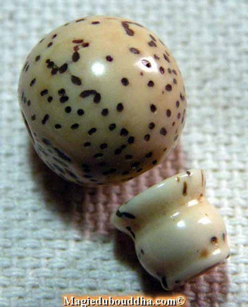 Bille de tête pour mala Tibétain en véritable graine de lotus polie. magiedubouddha