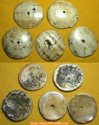Grandes perles Tibétaines plates en conque "du pays des Nâgas". magiedubouddha