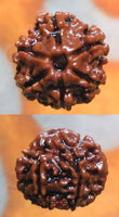 Graine sacrée de Shiva Rudraksha à 6 facettes - Cheh Mukhi Rudraksha. magiedubouddha