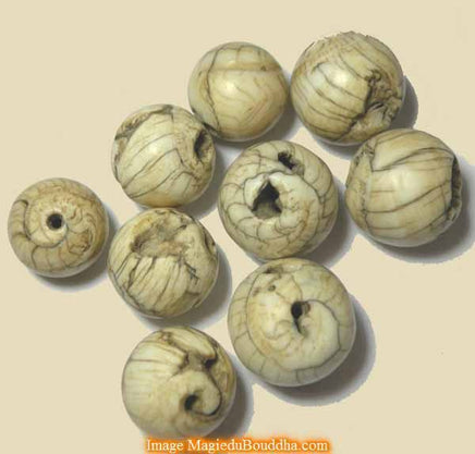 Grosses perles rondes en conque "du pays des Nâgas" La Magie du Bouddha.