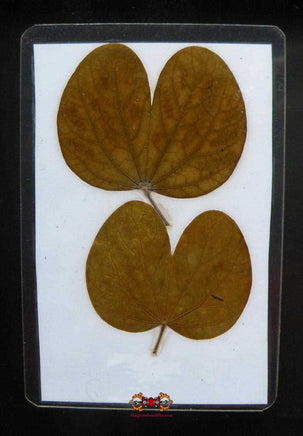 Carte photo bénie (avec feuilles d'arbre sacré) - Vénérable LP Sao. magiedubouddha