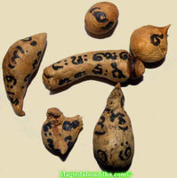 Amulettes Thaï de fortune en bois sacré Met Kanoon - Très Vénérable LP Kui. La Magie du Bouddha.
