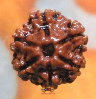 Graine sacrée de Shiva Rudraksha à 6 facettes - Cheh Mukhi Rudraksha. magiedubouddha