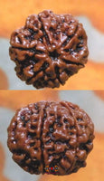 Graine sacrée de Shiva Rudraksha à 6 facettes - Cheh Mukhi Rudraksha. magiedubouddha