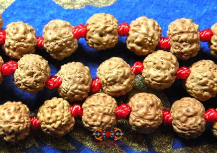 Chapelet Hindouiste en graines sacrées de Shiva Rudraksha. La Magie du Bouddha.