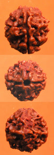 Graines sacrées de Shiva Rudraksha à 2 facettes - Do Mukhi Rudraksha. La Magie du Bouddha.