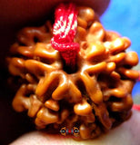 Graine sacrée de Shiva Rudraksha à 5 facettes sur collier réglable rouge - Panch Mukhi Rudraksha.