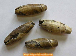 Grosse perle en conque fossile de Nagaland