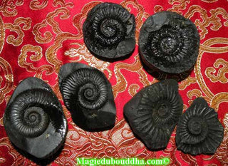 Fossiles sacrés Shaligram. La Magie du Bouddha.