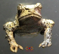 Amulette Thai crapaud Paya Kang Kop. magiedubouddha
