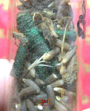 Amulette vaudou Thai Hoon Payon Khao Dam.