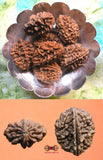 Graines sacrées de Shiva Rudraksha à 2 facettes - Do Mukhi Rudraksha.