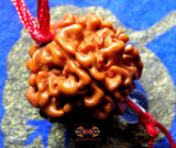 Graine sacrée de Shiva Rudraksha à 5 facettes sur collier réglable rouge - Panch Mukhi Rudraksha.