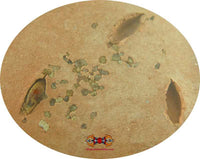 Amulette Jonque - Protection des voyageurs magiedubouddha