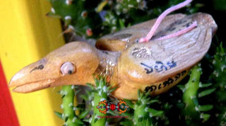 Oiseau sacré Salika en bois sculpté - Très Vénérable LP Tcheun Tikayano. La Magie du Bouddha.