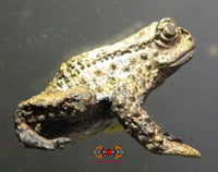 Amulette Thai crapaud Paya Kang Kop. magiedubouddha