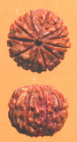 Graine sacrée de Shiva Rudraksha à 11 facettes - Gyarah Mukhi Rudraksha.