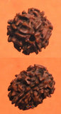 Graine sacrée de Shiva Rudraksha à 3 facettes - Teen Mukhi Rudraksha.