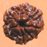 Graine sacrée de Shiva Rudraksha à 7 facettes - Saat Mukhi Rudraksha.