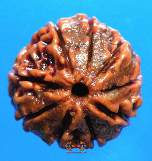 Graine sacrée de Shiva Rudraksha à 9 facettes - Nau Mukhi Rudraksha. La Magie du Bouddha.