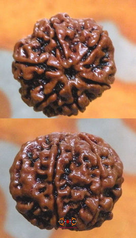 Graine sacrée de Shiva Rudraksha à 6 facettes - Cheh Mukhi Rudraksha. magiedubouddha