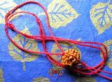 Graine sacré de shiva rudraksha. 