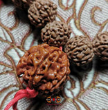 Grand chapelet Hindouiste composé de 108 graines sacrées de Shiva Rudraksha.