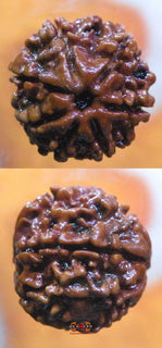 Graine sacrée de Shiva Rudraksha à 7 facettes - Saat Mukhi Rudraksha. La Magie du Bouddha.