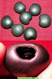 Fossiles sacrés Yoni Shaligram de Parvati - fertilité et abondance. La Magie du Bouddha.